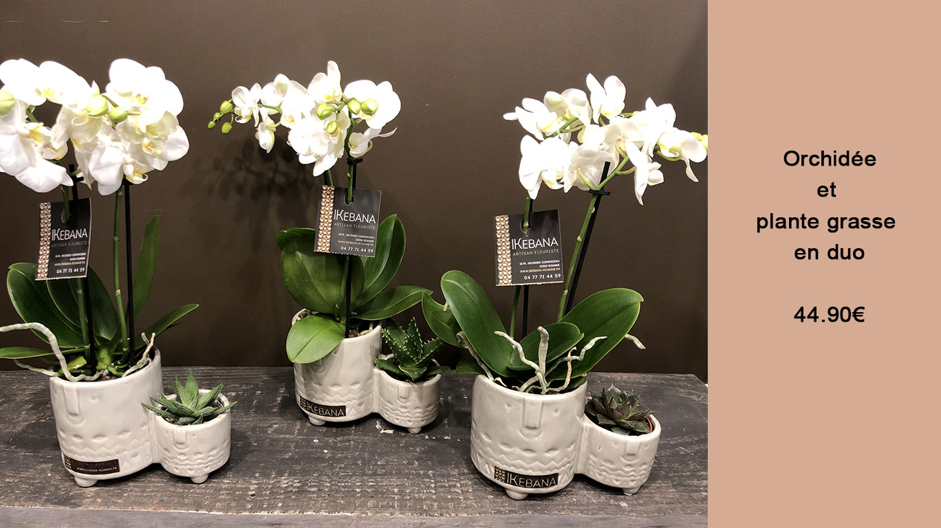Orchidée et plante grasse - Fête des mères